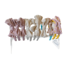 Acrylic display for headbands